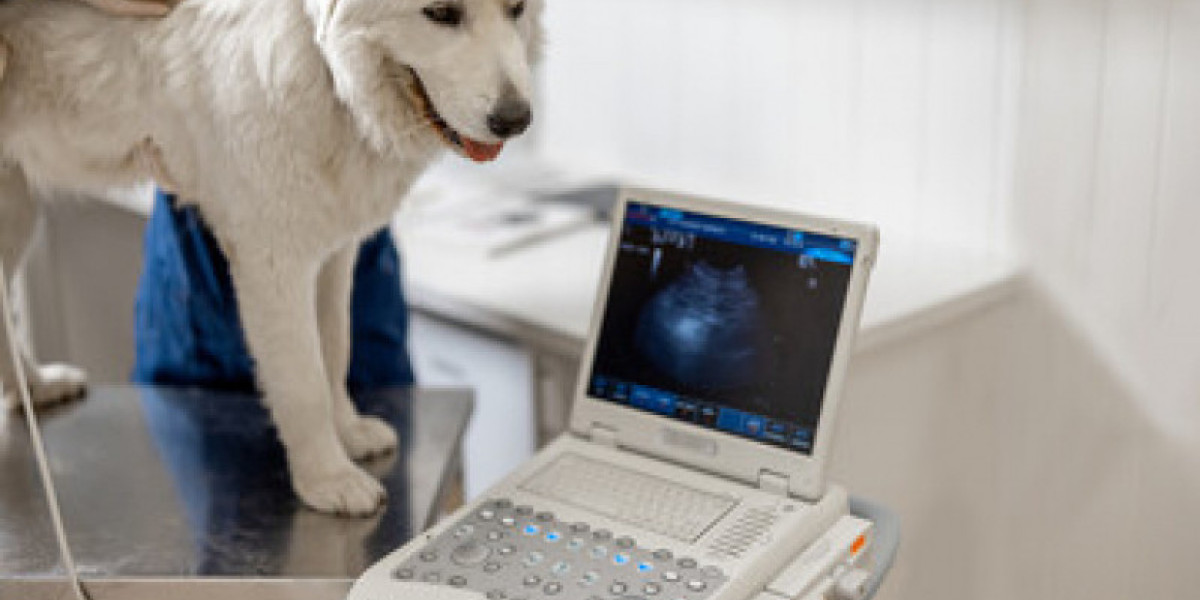 What to Expect During Your Dogs Echocardiogram