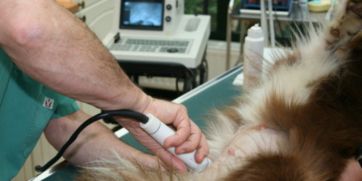 Congestive Heart Failure in Dogs: What You Need to Know