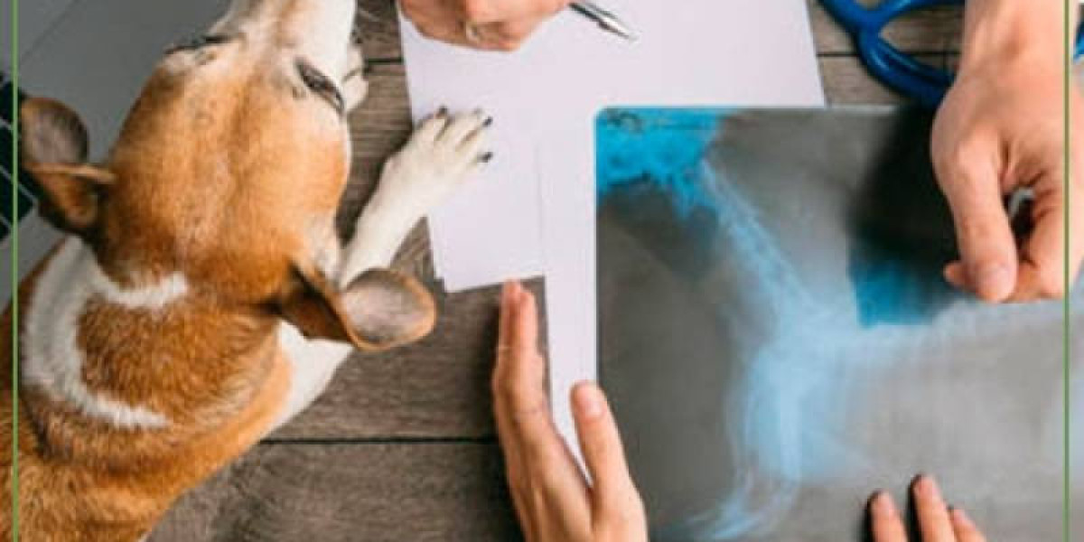 Radiografía para perro: Qué se ve, cuánto cuesta, dudas .. Mascota y Salud