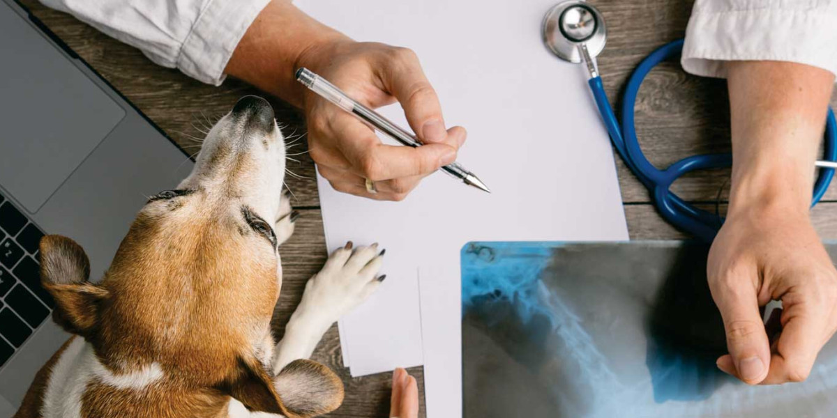 What can I give my dog for pain? A vet's guide to pain relief